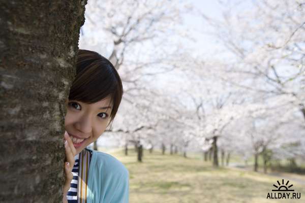 Клипарт - Цветение вишни / DAJ379 Cherry Blossoms