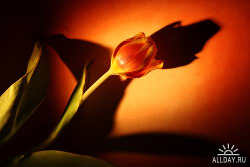 Tulip - Тюльпан