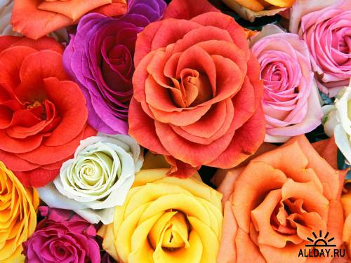 55 Exellent Colorful Flowers HQ Wallpapers