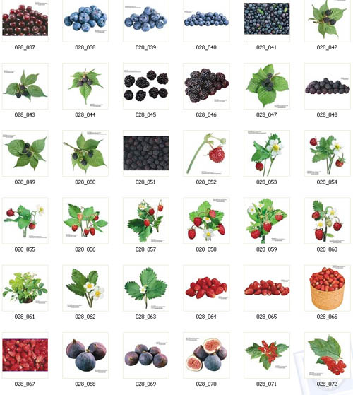 Berries | Ягоды