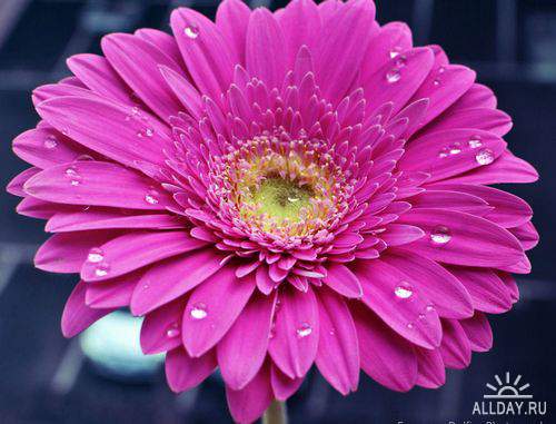 Flowers - gerbera 2 | Цветы - гербера 2