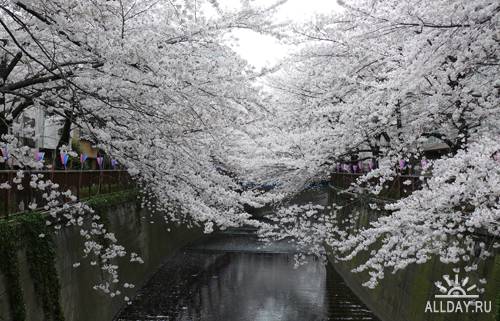Сакура,цветущая вишня | Sakura,flowering cherry