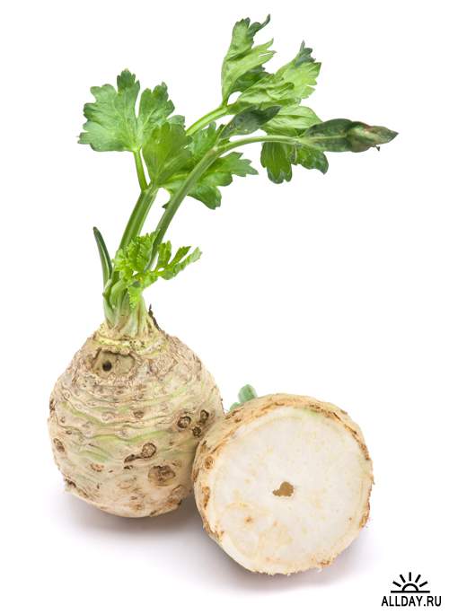 Сельдерей - Растровый клипарт | Celery - UHQ Stock Photo