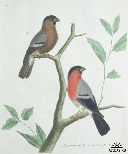 Клипарт - Art Francois Nicolas Martinet Ornithologie (1773-1792)