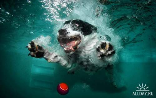 Фотограф Seth Casteel - Underwater Dogs