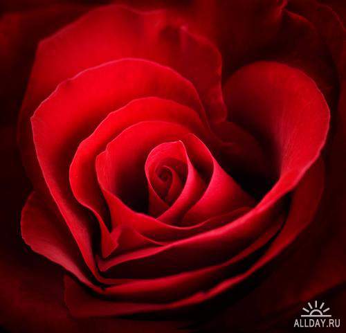 Flowers: Red and burgundy roses 5 | Цветы - красные и бордовые розы 5