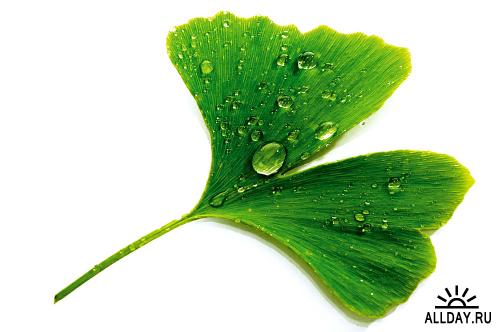 Листья на белом фоне - Green Leaf Cutout