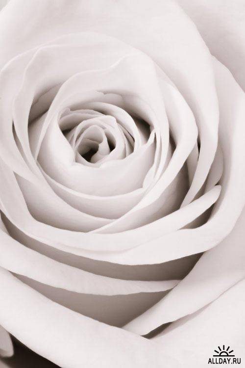 Розы крупным планом | Close up of various rose
