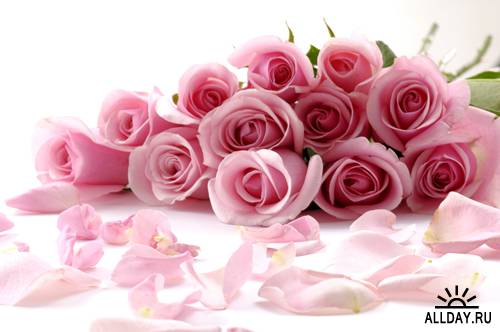 Розовые розы | Pink Roses - UHQ Stock Photo