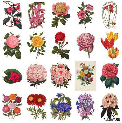 Visual Language 06 Antique Floral Illustrations 1640-1884