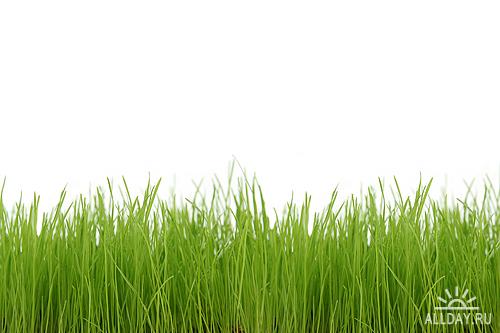 Stock Photo - Grass | Трава