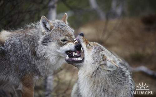 Обои с дикими волками для рабочего стола