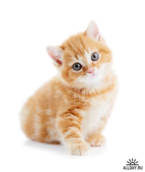 Котята - Растровый клипарт | Kittens - UHQ Stock Photo