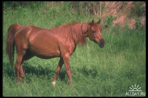 Corel Photo Libraries - COR-113 Arabian Horses