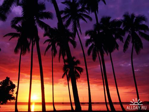 Bright Tropical Wallpapers