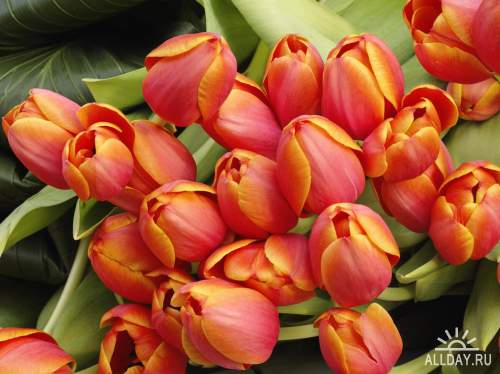 Flowers - tulips 4 | Цветы - тюльпаны 4