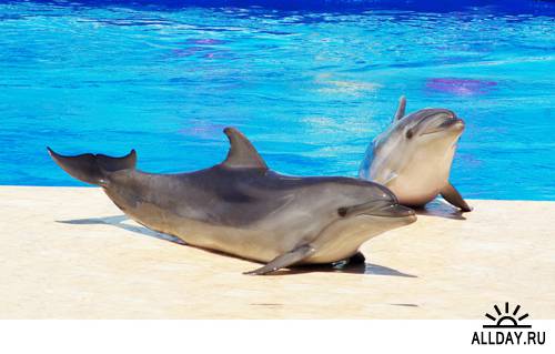 Дельфины - Растровый клипарт | Dolphins - UHQ Stock Photo