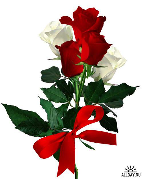Мир Алой и Белой Розы - красные и белые розы, композиции с розами