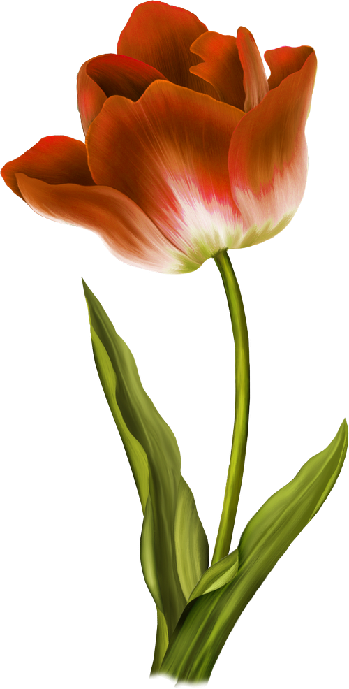 Red Tulips Красные тюльпаны... png