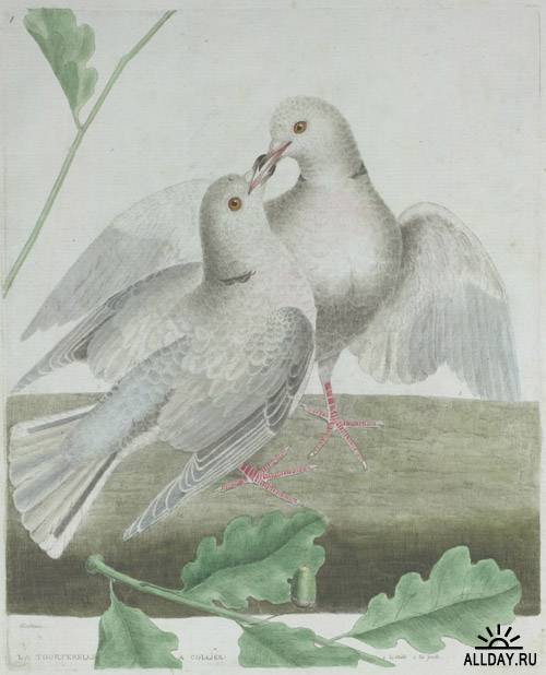Клипарт - Art Francois Nicolas Martinet Ornithologie (1773-1792)