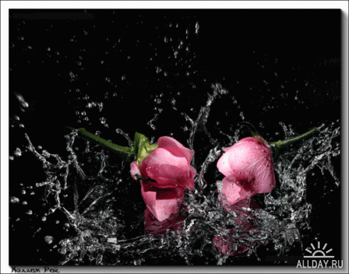 Анимированнные картинки цветов