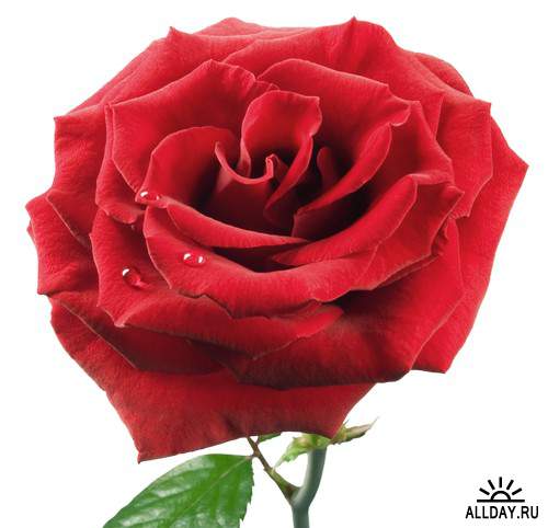 Flowers: Red and burgundy roses 5 | Цветы - красные и бордовые розы 5