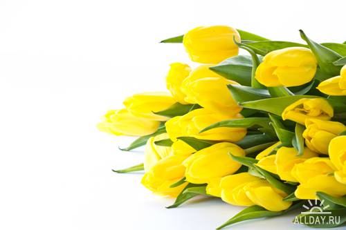 Beautiful yellow and purple tulips