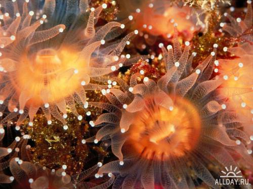 Фотоколлекция - удивительный подводный мир
