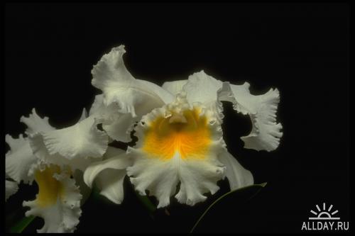 Corel Photo Libraries - COR-013.1 Flowers II