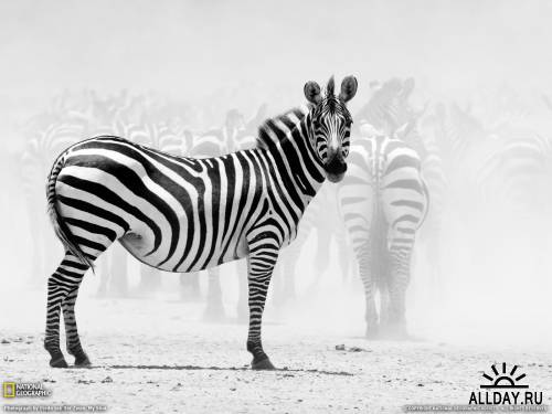 National Geographic Black & White (1280x960) & (1600x1200)