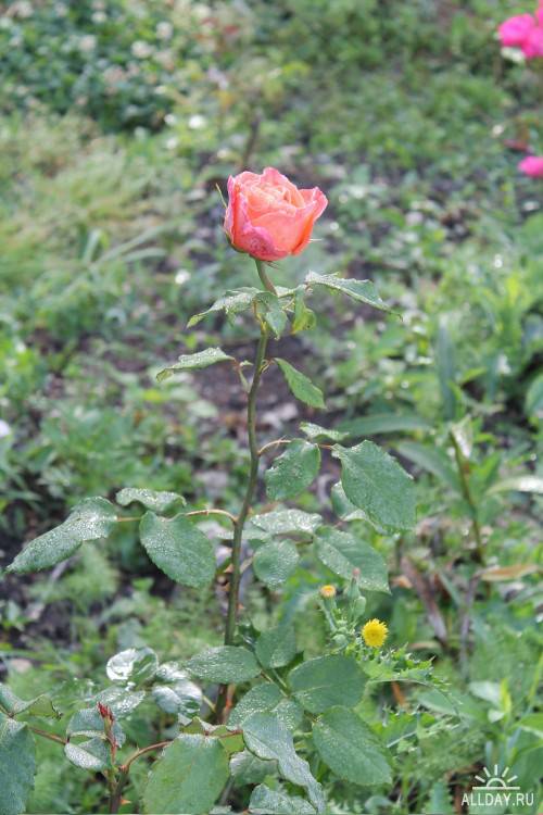 Фотосток – Кусты роз