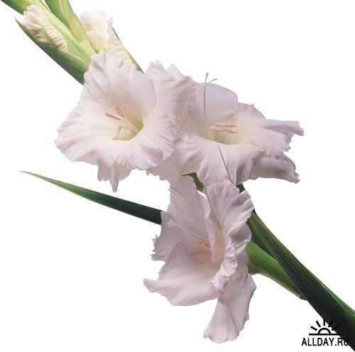 Фотосток: цветы - гладиолусы