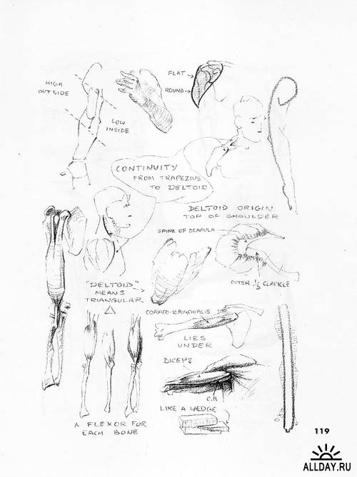 Atlas of human anatomy for the artist. Stephen Rogers Peck