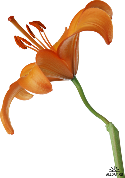 Flowers - lilies | Цветы: полевые и садовые лилии