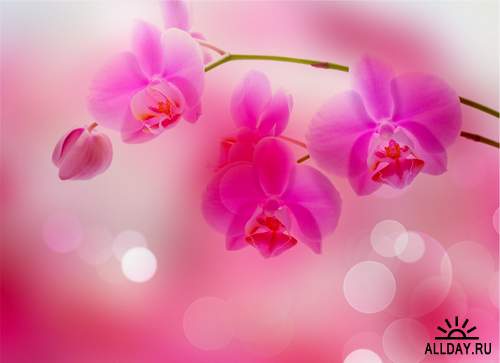 Pink orchids | Розовые орхидеи