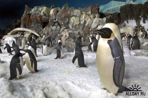 Пингвины. Pinguins