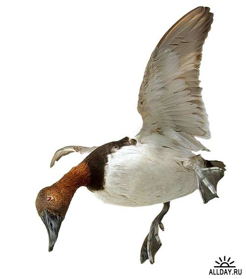 Водоплавающие птицы: Дикая утка, селезень (подборка изображений)