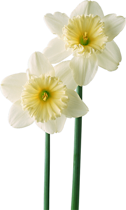 White Narcissus Нарцисс белый png