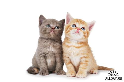 Котята - Растровый клипарт | Kittens - UHQ Stock Photo