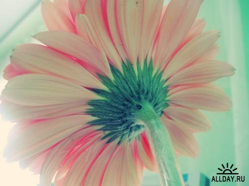 Flowers - gerbera 2 | Цветы - гербера 2