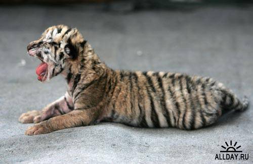 Hengdaohezi Breeding Center For Tigers