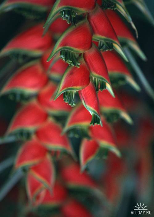 Фотосток – Тропические растения