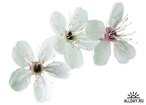 Spring, flowers, trees 2 | Весна, цветы, деревья 2 - Набор элементов для коллажей и скрапбукинга