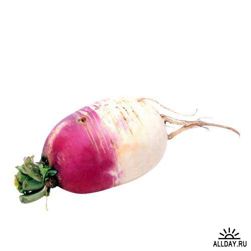 Vegetables - radish, radish, beet | Овощи - редис, редька, свекла