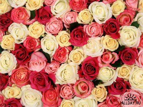 65 Rose Wallpapers