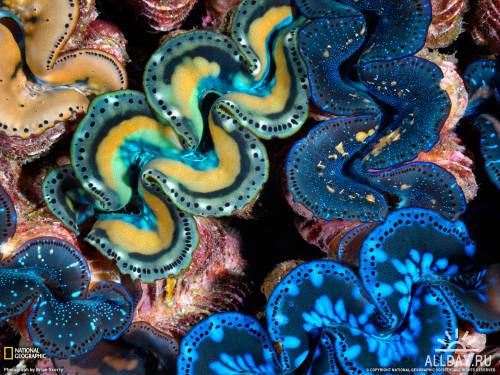 Wallpapers of National Geographic - Ocean Soul