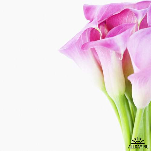 Flowers - Cannes, callas lilies and Zantedeschia 2 | Цветы - каны, каллы и зантедеския 2
