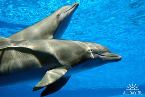 Дельфины - Растровый клипарт | Dolphins - UHQ Stock Photo