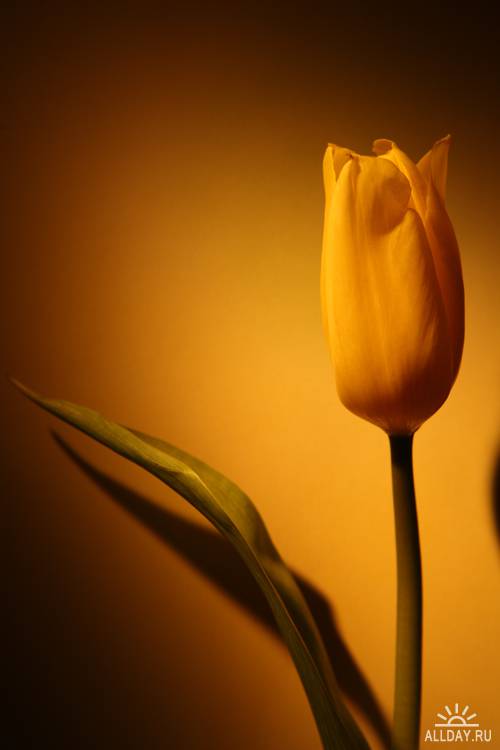 Tulip - Тюльпан