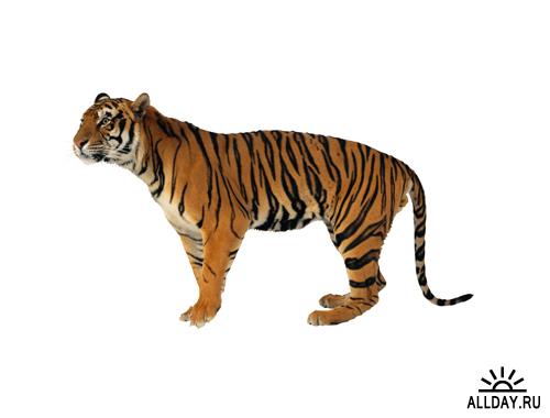 Фотклипарт - Тигры